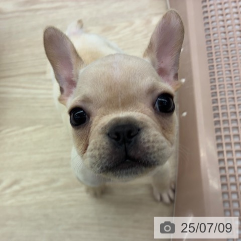 フレンチ・ブルドッグの写真