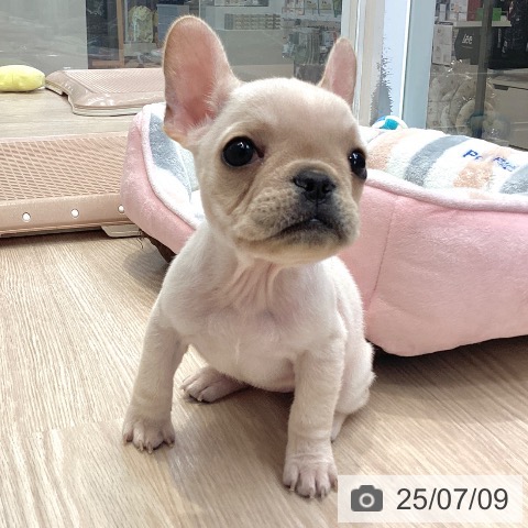 フレンチ・ブルドッグの写真
