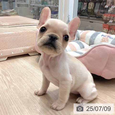 フレンチ・ブルドッグの写真