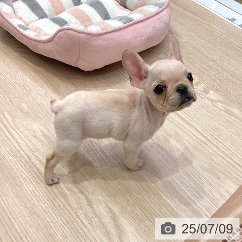 フレンチ・ブルドッグの写真