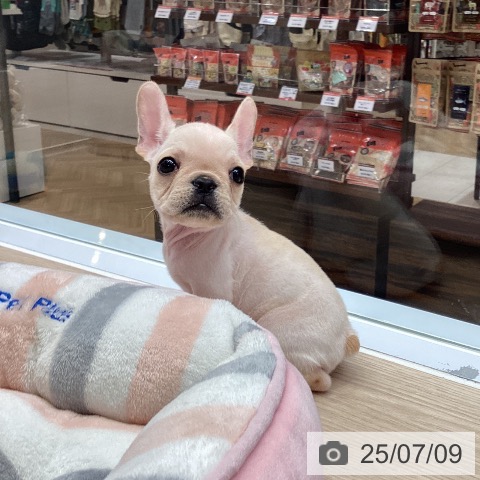 フレンチ・ブルドッグの写真