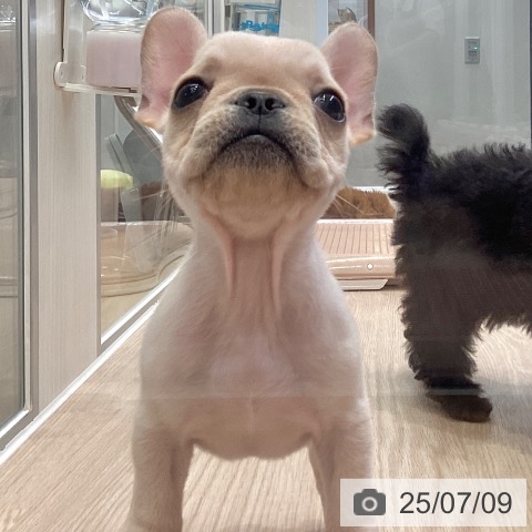 フレンチ・ブルドッグの写真