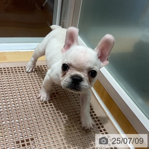 フレンチ・ブルドッグの写真