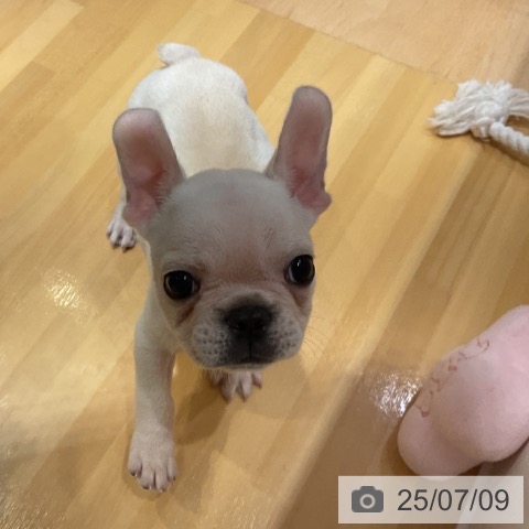 フレンチ・ブルドッグの写真