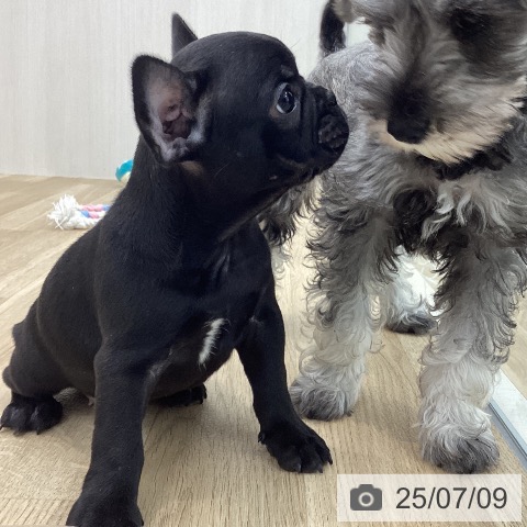 フレンチ・ブルドッグの写真