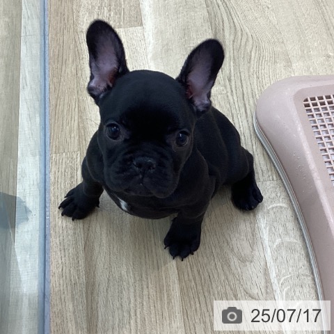 フレンチ・ブルドッグの写真