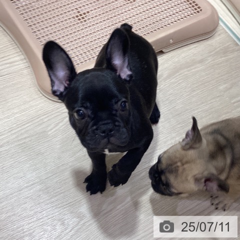 フレンチ・ブルドッグの写真
