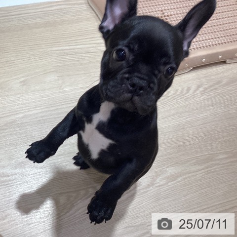 フレンチ・ブルドッグの写真
