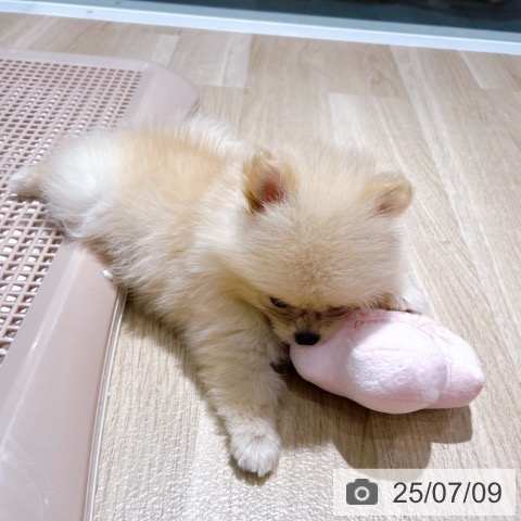 ポメラニアンの写真