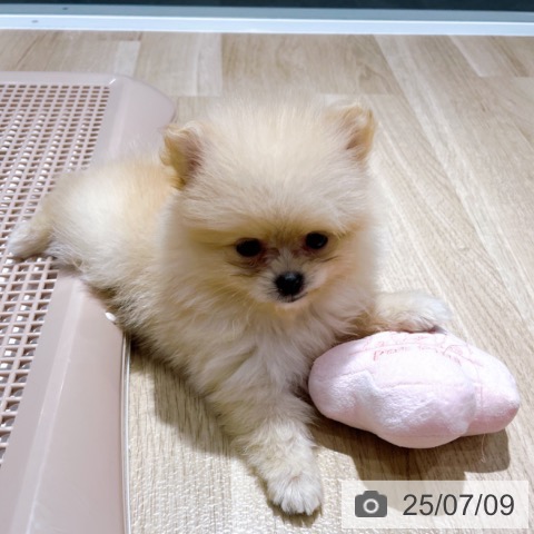 ポメラニアンの写真