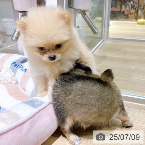 ポメラニアンの写真