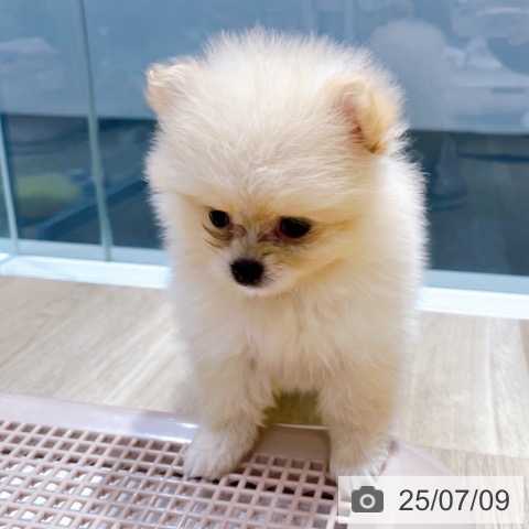 ポメラニアンの写真