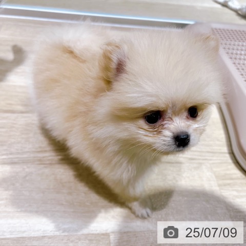 ポメラニアンの写真