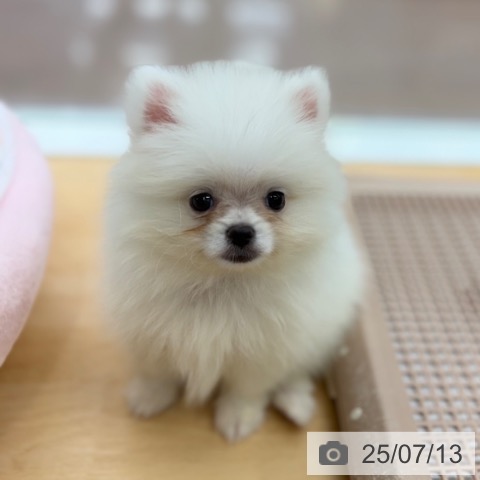 ポメラニアンの写真
