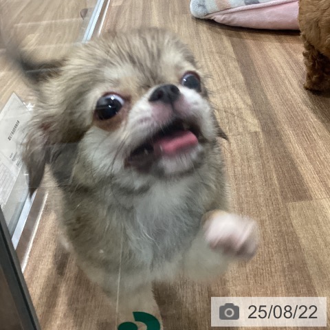 チワワの写真