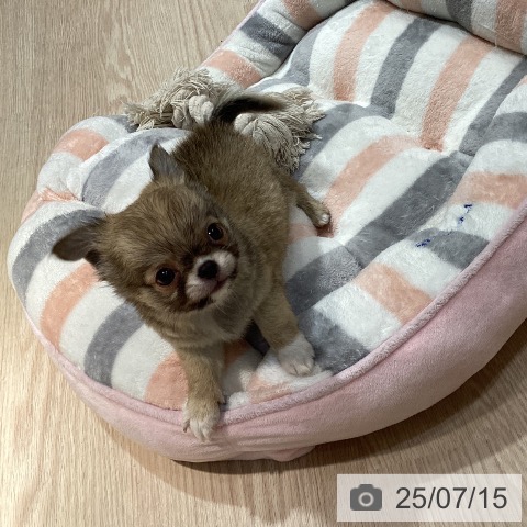 チワワの写真