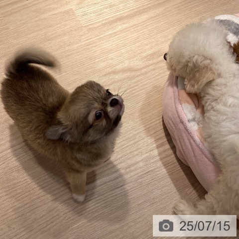 チワワの写真