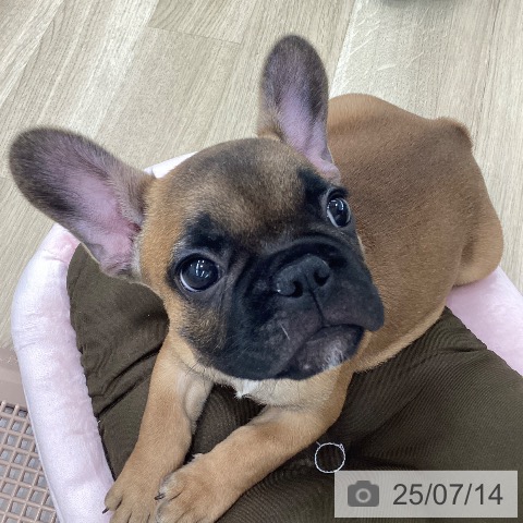 フレンチ・ブルドッグの写真