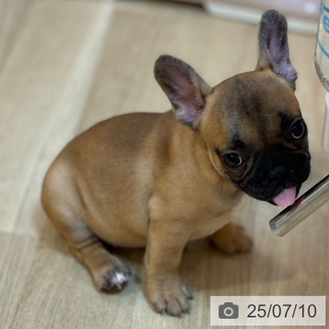 フレンチ・ブルドッグの写真