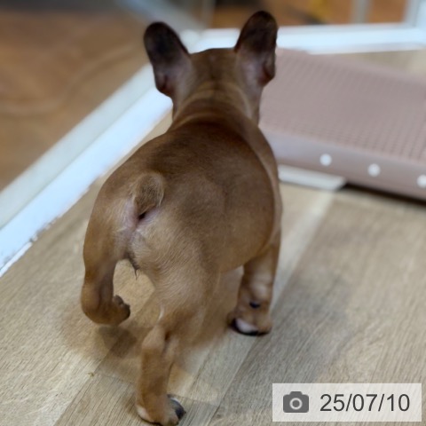 フレンチ・ブルドッグの写真