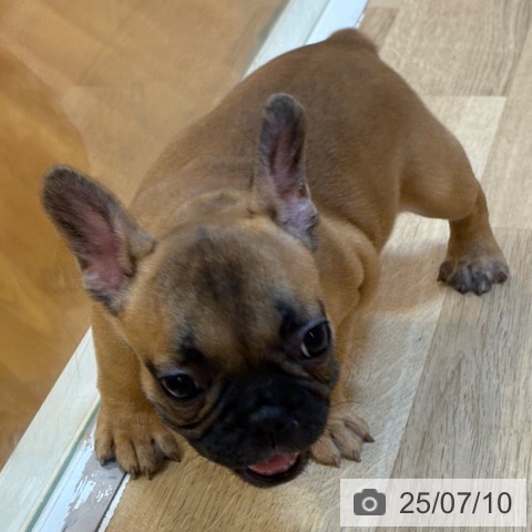 フレンチ・ブルドッグの写真