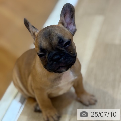 フレンチ・ブルドッグの写真