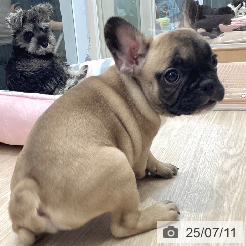 フレンチ・ブルドッグの写真