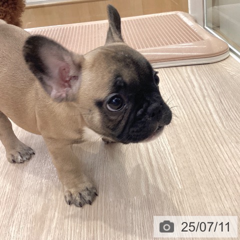 フレンチ・ブルドッグの写真