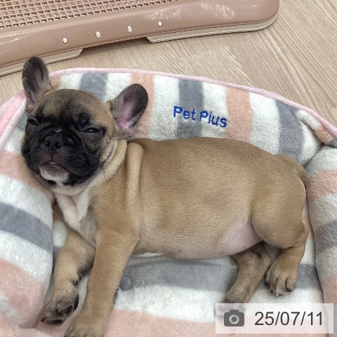 フレンチ・ブルドッグの写真