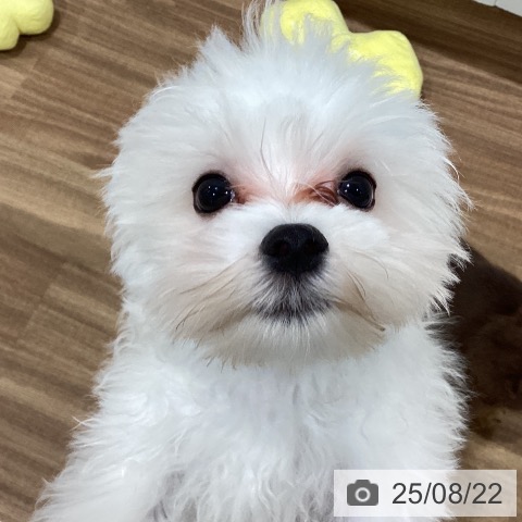 マルチーズの写真