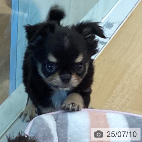 チワワの写真