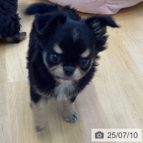 チワワの写真