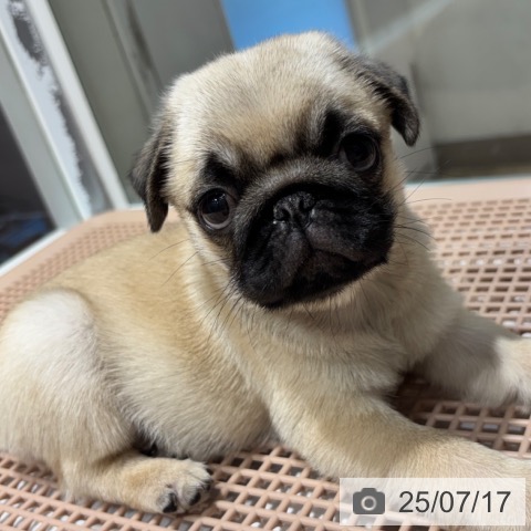 パグの写真
