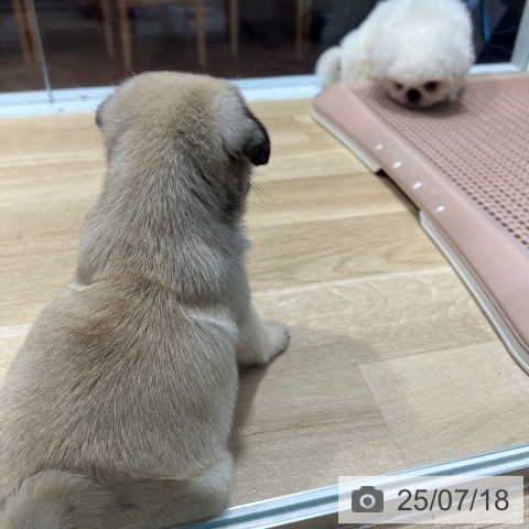パグの写真