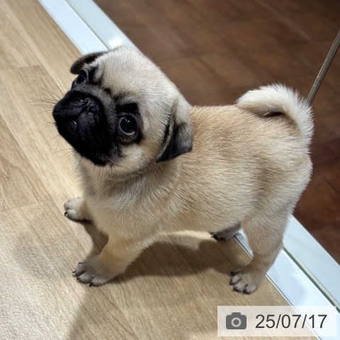 パグの写真