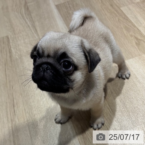 パグの写真