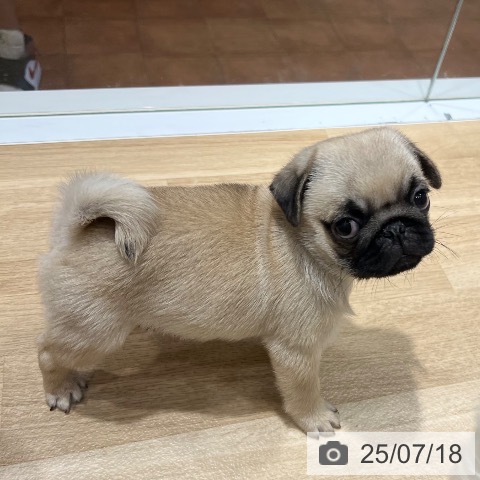 パグの写真