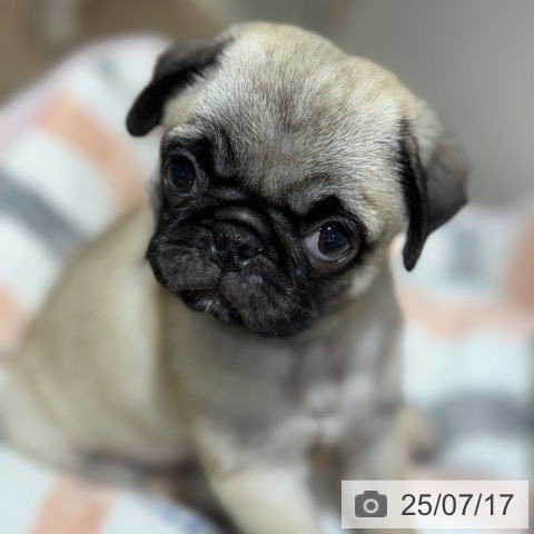 パグの写真