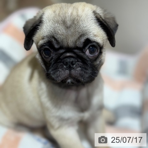 パグの写真
