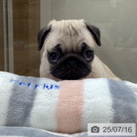 パグの写真