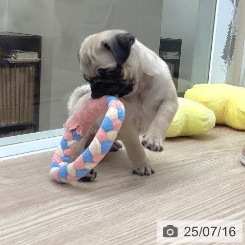 パグの写真