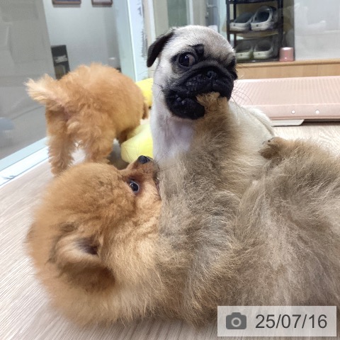パグの写真
