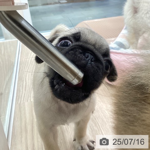 パグの写真