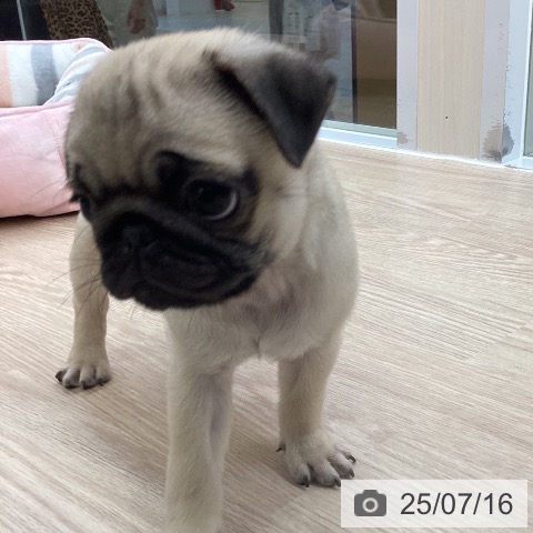 パグの写真