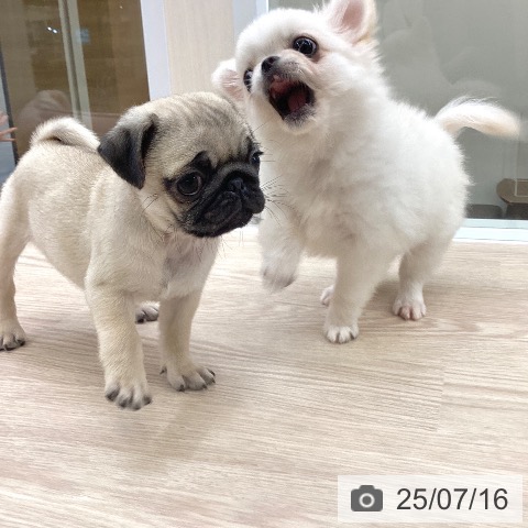 パグの写真