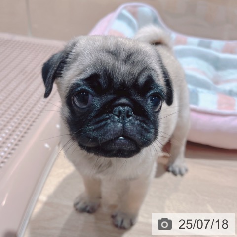 パグの写真