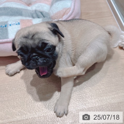 パグの写真