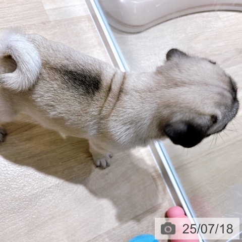 パグの写真