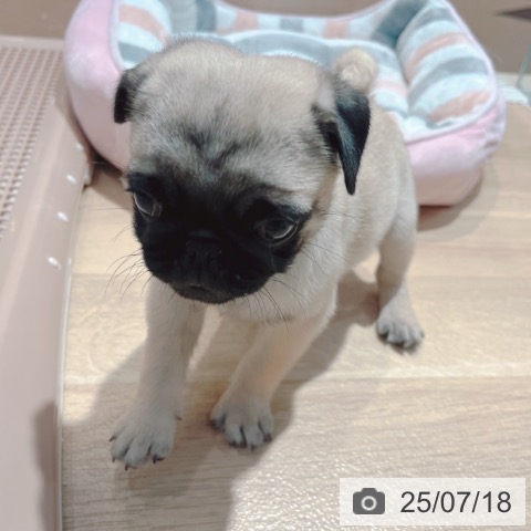 パグの写真