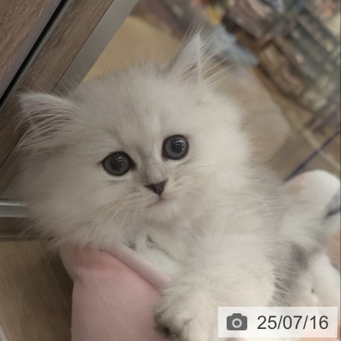 ペルシャの写真